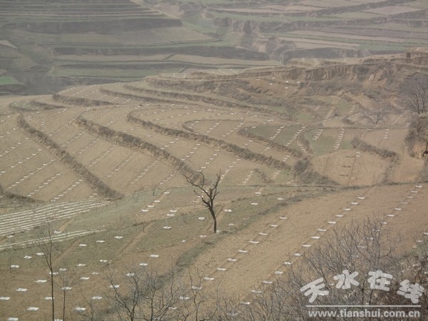 黃門鄉(xiāng)硤口梁干鮮果基地.jpg