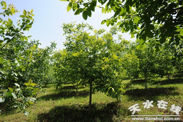 西靈山3.3萬(wàn)畝優(yōu)質(zhì)核桃示范基地一角.jpg