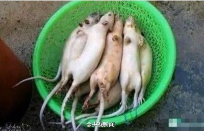 鼠肉假冒羊肉流入蘇滬市場多年 上海將調查流向