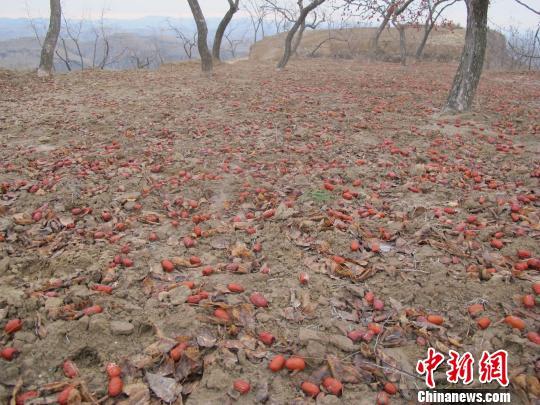 山西臨縣紅棗滯銷 無人采收只能喂羊(圖)